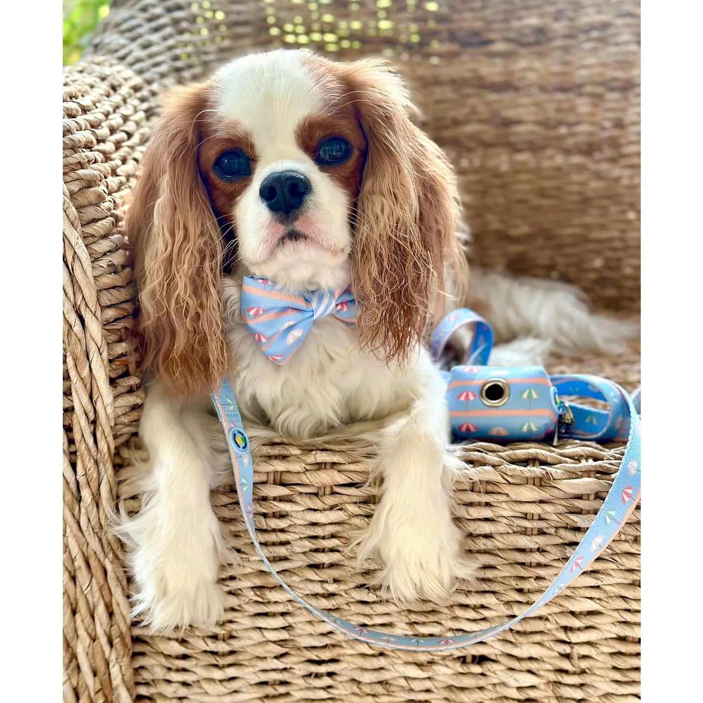 DOG COLLAR/ LEASHES