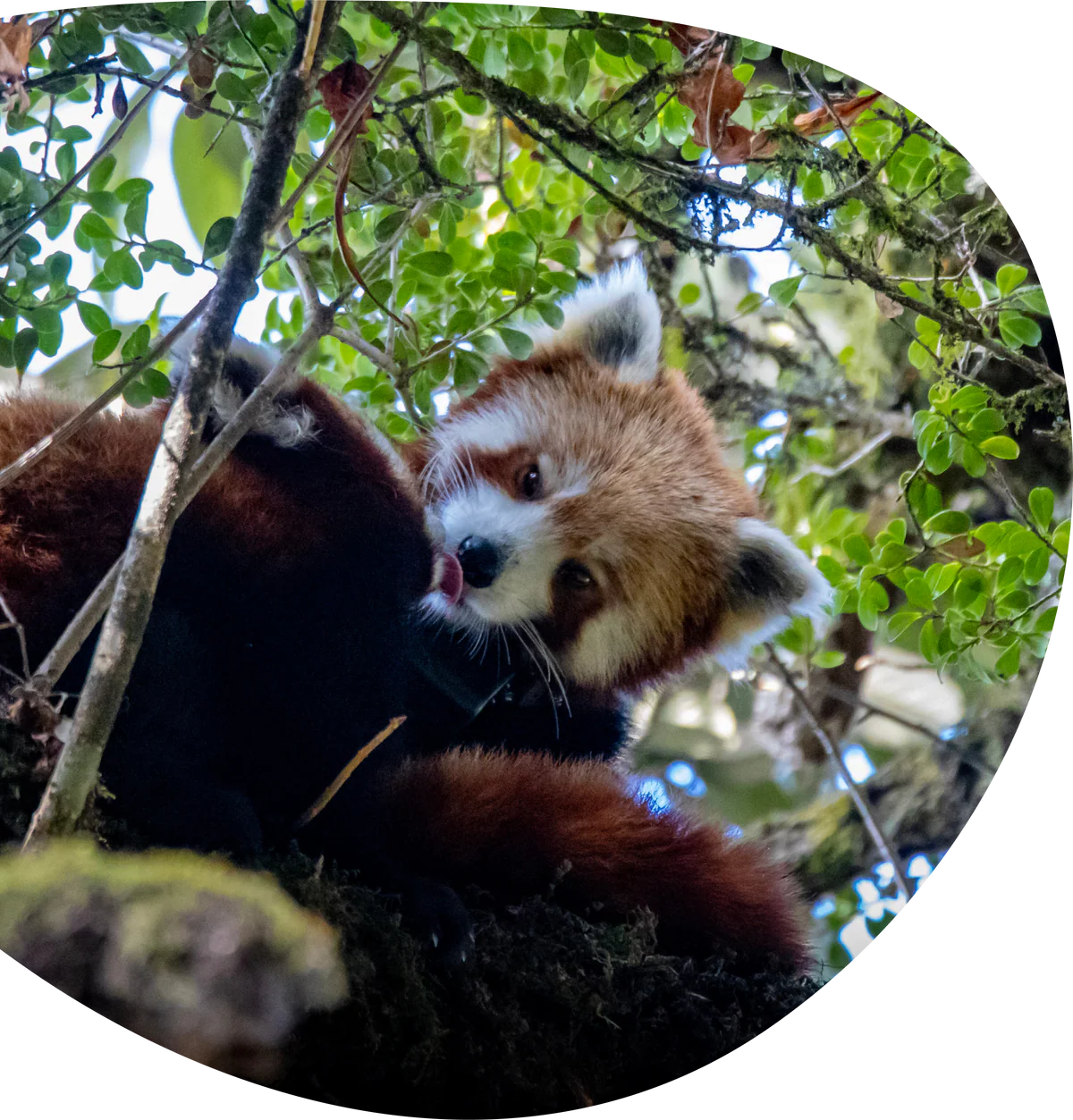 BRACELETS- FAHLO TRACKING