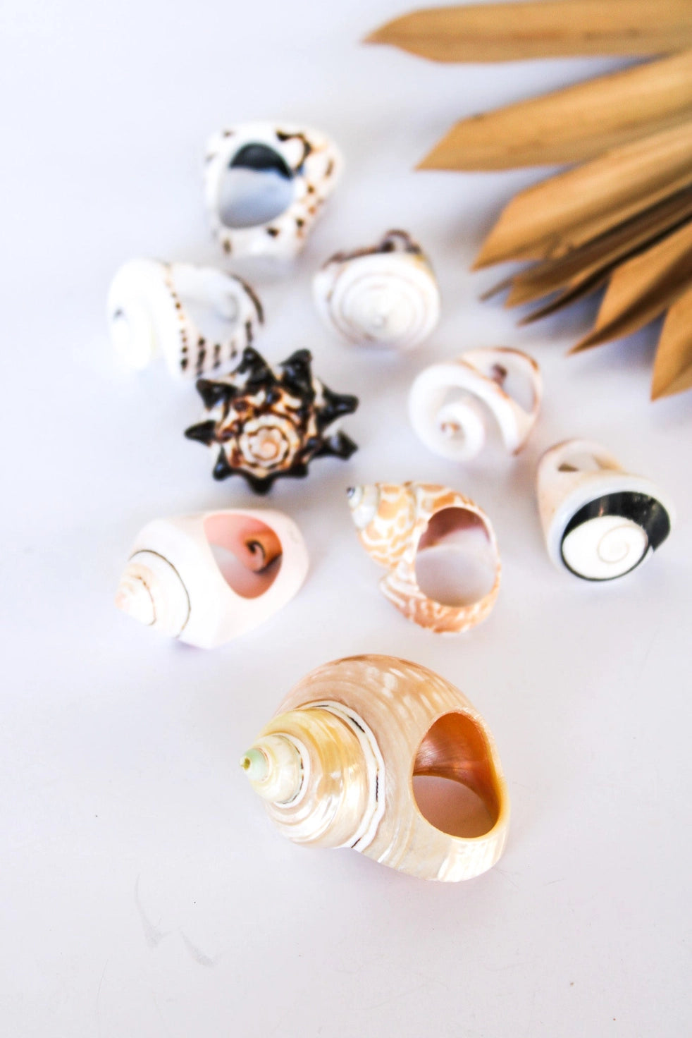 SEA SHELL RINGS